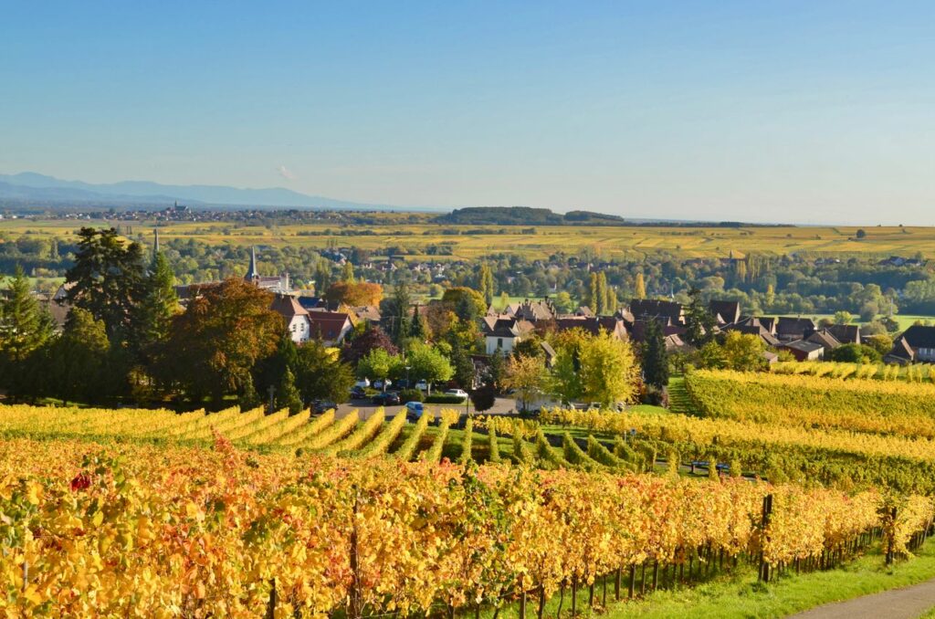 Beautiful autumn vineyards with village view in Grand Est, France.