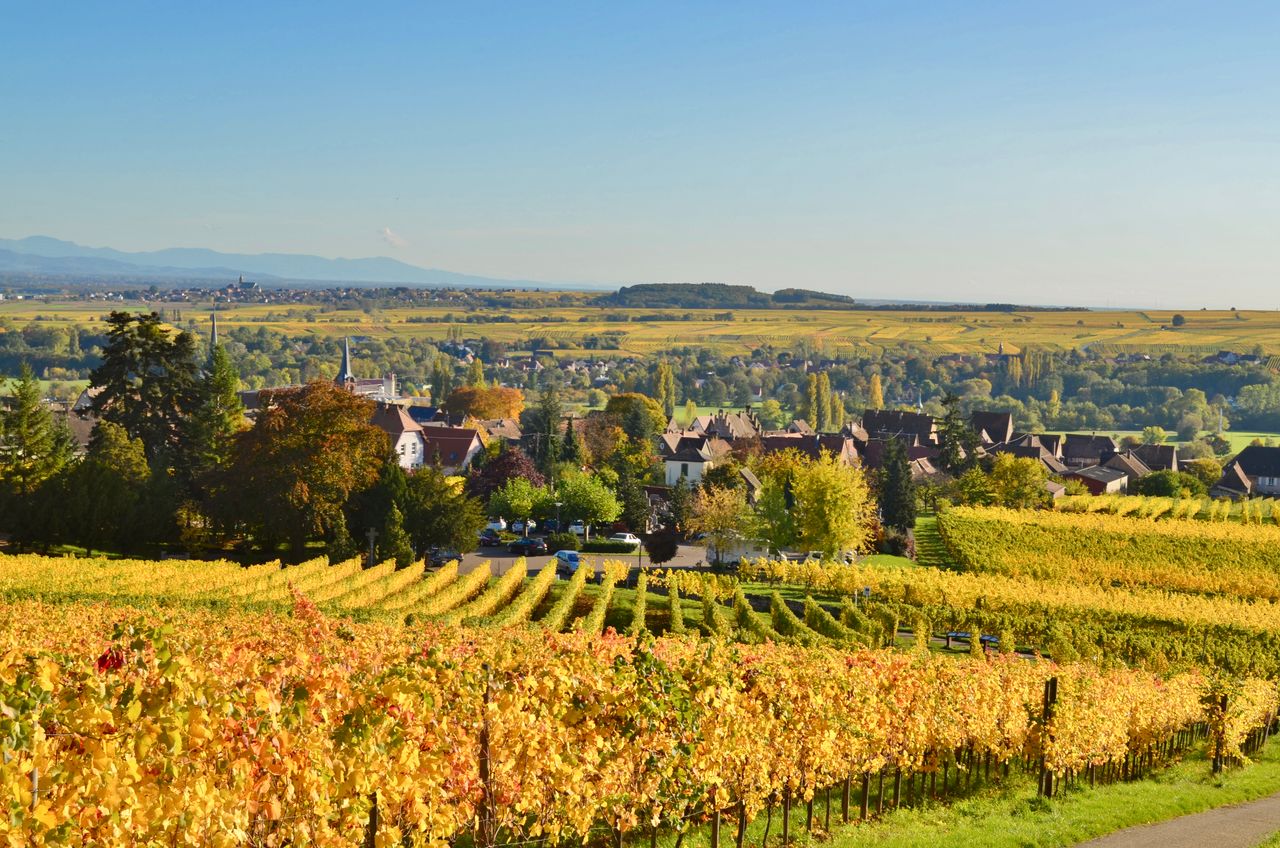 Beautiful autumn vineyards with village view in Grand Est, France.
